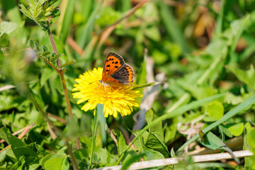 タンポポにとまるベニシジミ