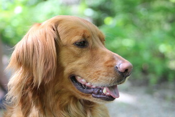 golden retriever portrait outdoors side profile with green background