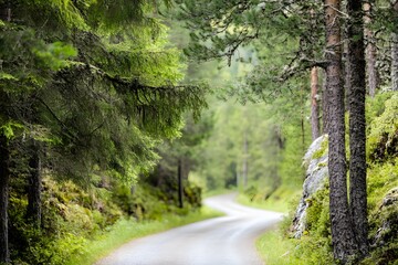 Obraz premium Winding road through a lush green forest, trees lining the path
