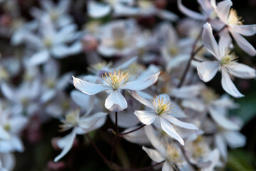 Clematis armandi or evergreen clematis