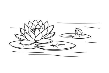 Water Lily Blossom Line Art Aquatic Plant Sketch