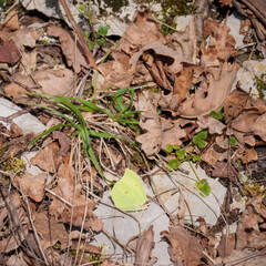 well camouflaged Brimstone butterfly among leaves grass wood plants