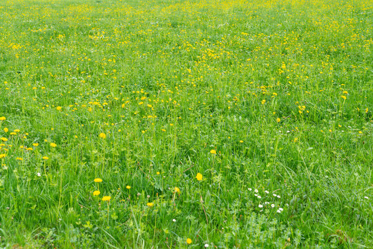 Grass fields and yellow flowers growing everywhere