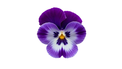  pansy flower top closeup view © Smithstar