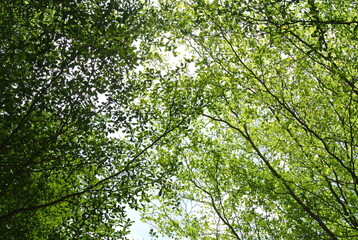 View of the under tree of a forest in spring