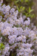 purple lilac flowers