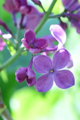 Obraz premium spring flowers in the garden, spring time, spring flowers, fresh flowers