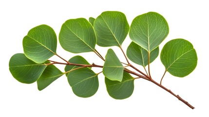 Fototapeta premium Lush green leaves of eucalyptus botanical garden close-up photography natural environment top-down view nature's beauty