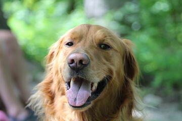 Obraz premium golden retriever outdoors smiling with woods background