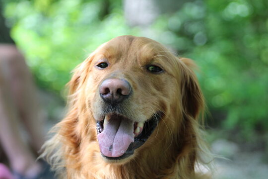 golden retriever outdoors smiling with woods background