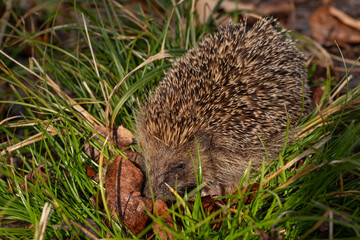 Ein Igel im Wald sucht im Gras nach Fressen.