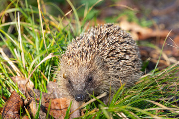 Eine Nahaufnahme von einem Igel mit einer riesigen Zecke über dem Auge.