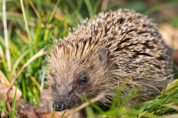 Eine Nahaufnahme von einem Igel mit einer riesigen Zecke über dem Auge.