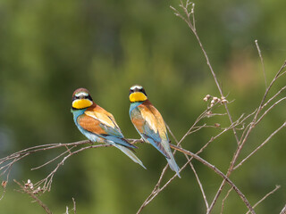 European Bee-eater, Merops apiaster, near Xativa, Spain