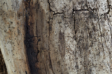 old wood texture