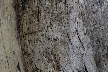 old wood texture 2