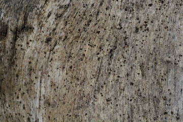 Trunk texture