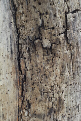 bark of a tree