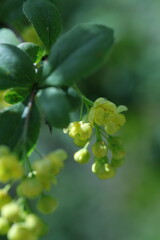 spring flowers in the garden, spring time, spring flowers, fresh flowers