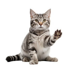 Obraz premium A Domestic Short-Haired Cat with a White and Gray Coat