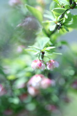 spring flowers in the garden, spring time, spring flowers, fresh flowers
