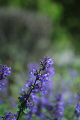 lavender flowers in the garden