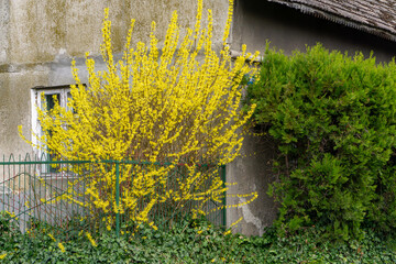 blooming yellow forsythia by an abandoned house. beautiful nature. first signs of spring.