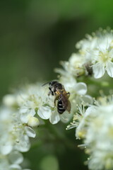 bee on a flower, spring flowers in the garden, spring time, spring flowers, fresh flowers