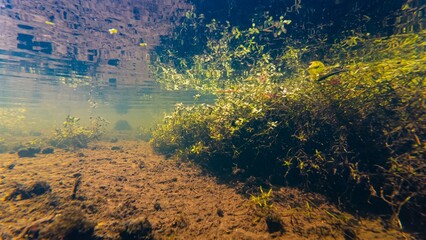water-starwort marsh plant dominate European biotope, sun ray in low visibility dirty riverbed, surface reflection underwater, organic particle mud silt sediment, shallow river Buger human pollution