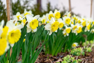 Obraz premium Narcissus (Narcissus L.) – a genus of plants belonging to the amaryllis family. beautiful yellow ornamental flowers in the garden in spring. the first signs of spring in nature