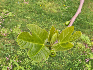 scenic fig leaf bud in spring with meadow background