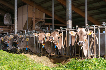 Braunviehkühe werden im Stall mit frischem Gras gefüttert, Praxisfoto.
