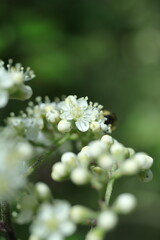 spring flowers in the garden, spring time, spring flowers, fresh flowers