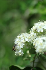 spring flowers in the garden, spring time, spring flowers, fresh flowers
