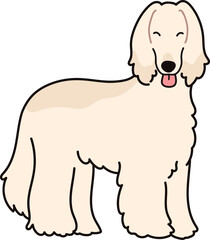 Simple and cute smiling Afghan Hound dog standing on all fours