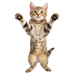 Obraz premium A playful cat stands on its hind legs with paws raised, displaying an energetic and curious demeanor.