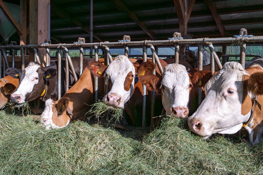Heumilch - Erzeugung, Fleckvieh - Milchk&uuml;he fressen Heu in einem modernen Boxenlaufstall.