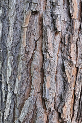 Fototapeta premium Close-up of pine tree bark texture, showcasing intricate patterns, cracks, and rugged surface. A detailed natural background, perfect for organic, forestry, and environmental themes