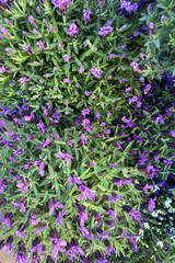 fiori di lavanda, lavander flowers