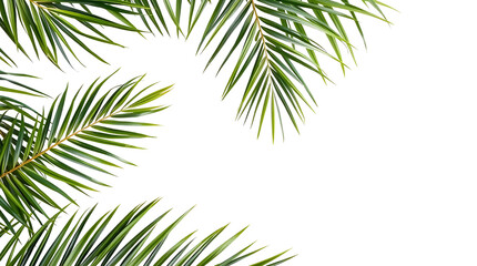 palm leaves isolated on transparent background
