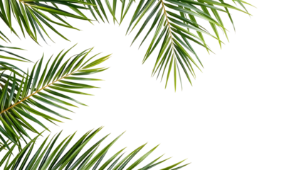 palm leaves isolated on transparent background