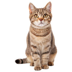 A curious tabby cat sits upright, featuring distinctive fur patterns and large expressive eyes, exuding an air of playfulness and alertness.