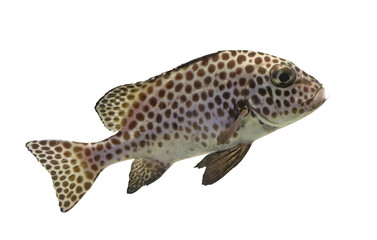 small fish in brown spots isolated on white