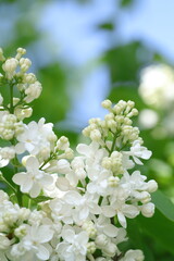 spring lilac flowers in the garden, spring time, spring flowers, fresh flowers