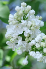 spring lilac flowers in the garden, spring time, spring flowers, fresh flowers