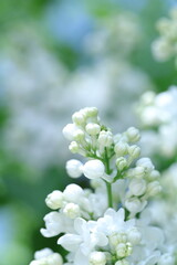 spring lilac flowers in the garden, spring time, spring flowers, fresh flowers