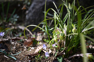 春の花　シュンラン