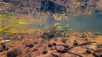 Berula erecta marsh plant grow submersed in fast flow, ramshorn valve snail shell, shallow river...