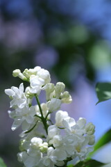 spring lilac flowers in the garden, spring time, spring flowers, fresh flowers