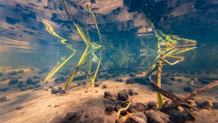 bur-reed marsh plant submersed in fast flow, ramshorn valve snail shell, shallow river Buger in Lityn, sun ray surface reflection underwater, low visibility organic particle silt substrate riverbed